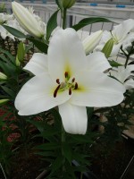 [4580 VH56 Ubinas No02.JPG]